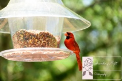 Cardinal