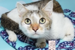 Rescue Cat