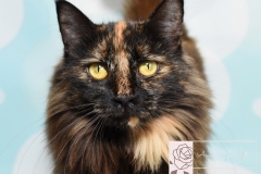 Rescue Cat