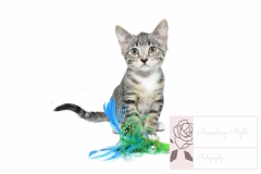 Rescue Kitten