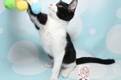 Rescue Kitten