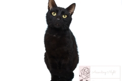 Rescue Cat