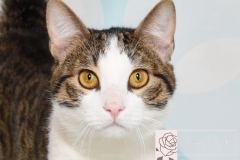 Rescue Cat