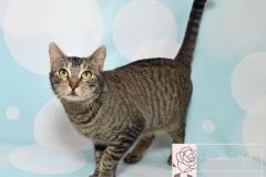 Rescue Cat