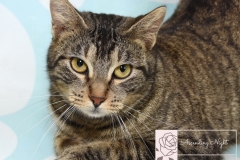 Rescue Cat